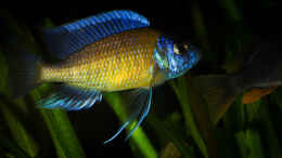 aquarium-von-ajakandi-big-bang-malawi_Copadichromis borleyi Kadango