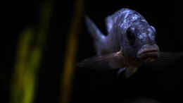 aquarium-von-ajakandi-big-bang-malawi_unser adulter Placidochromis phenochilus Tanzania .. ohne 