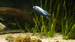 aquarium-von-ajakandi-big-bang-malawi_Sciaenochromis fryeri in der Ufer-/ ??bergangszone ...