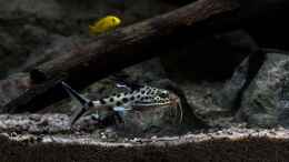 aquarium-von-ajakandi-big-bang-malawi_Synodontis grandiops inder ??bergangszone ... 