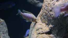 aquarium-von-jan-steger-big-rock-mbuna_Petrotilapia sp. Chitande yello chin, chewere F1 junges Män