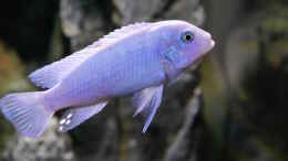 aquarium-von-jan-steger-big-rock-mbuna_Metriaclima callainos bright blue WF Männchen