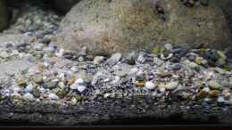 aquarium-von-jan-steger-big-rock-mbuna_Bodengrund aus Flusssand, Sansibar black, Flusskieseln und k
