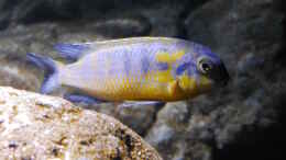 aquarium-von-jan-steger-big-rock-mbuna_Tropheops mauve yellow WF