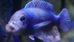 Aquarium einrichten mit Metriaclima callainos bright blue WF Männchen