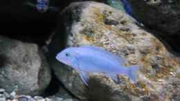 Aquarium einrichten mit Metriaclima callainos bright blue WF Weibchen