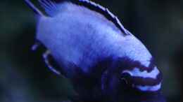 Aquarium einrichten mit Metriaclima sp. membe deep F1 Männchen