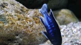Aquarium einrichten mit Pseudotropheus perileucos WF Männchen, 7cm