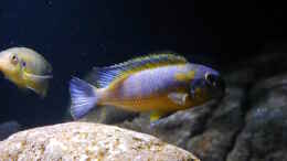 aquarium-von-jan-steger-big-rock-mbuna_Trophées mauve yellow WF
