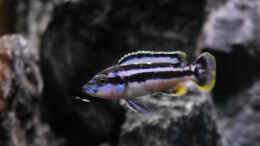 Foto mit Melanochromis kaskazini F1 junges Männchen