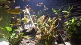 aquarium-von-schmitzkatze-tanganjika-655-nur-noch-als-beispiel_Vorderansicht für den Betrachter