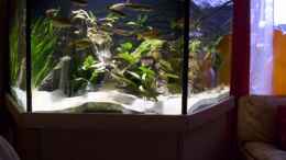 aquarium-von-schmitzkatze-tanganjika-655-nur-noch-als-beispiel_Blick von links (mit Besatz)