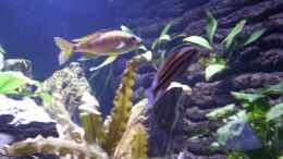 Foto mit Julidochromis Dickfeldi & Supernase