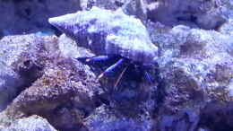 aquarium-von-benon-meine-meerwasserpfuetze_Clibanarius tricolor - Blaubein-Einsiedlerkrebs