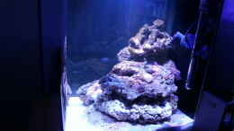 aquarium-von-benon-meine-meerwasserpfuetze_16 Tage nach einrichtung