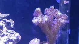 Aquarium einrichten mit Stylophora pistillata - Griffelkoralle