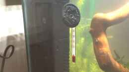 aquarium-von-lennart-red-bee-nano-cube_Innenfilter und Thermometer