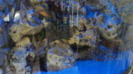 aquarium-von-malawifans-malawi-panorama-eckbecken_Mondlichtphase leider am Tag Fotografiert