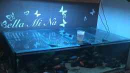 aquarium-von-milan1986-mein-malawi_