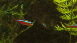 aquarium-von-joni-99-igarape-en-manaus_Roter Neon