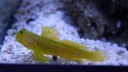 aquarium-von-die-perle----becken-31412_Cryptocentrus cinctus