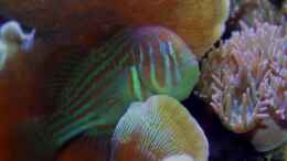 Aquarium einrichten mit Gobiodon histrio