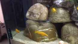 aquarium-von-mueller76-longior-rocks_