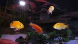 aquarium-von-slay-porphyr-rocks_Labidochromis Cearuleus Yellow