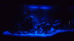 aquarium-von-matze81-tanganjika-buddelzwerge_jetzt auch mit Mondlicht