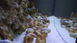 aquarium-von-matze81-tanganjika-buddelzwerge_von der Seite mit LED