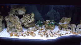 aquarium-von-matze81-tanganjika-buddelzwerge_mit neuer LED Beleuchtung