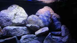 aquarium-von-malawi-einsteiger-mbuna-hardscape_vorne rechts, LED + T8