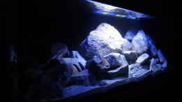 aquarium-von-malawi-einsteiger-mbuna-hardscape_links vorne, LED