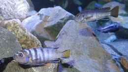 aquarium-von-malawi-einsteiger-mbuna-hardscape_2 Elongatus Mpanga Weibchen