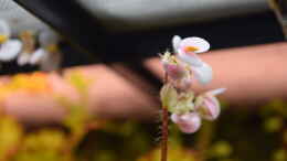 Aquarium einrichten mit Blüte Begonia bowerae