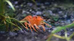 Aquarium einrichten mit Cambarellus patzcuarensis var. Orange