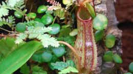 Aquarium einrichten mit Nepenthes mit Peperomia im Hintergrund