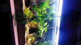 aquarium-von-serrasalmus-nattereri-amazonas-becken_