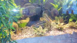 aquarium-von-serrasalmus-nattereri-amazonas-becken_Purpurprachtbuntbarsche, waren eher da als die Piranhas und 