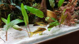 aquarium-von-river-creator-aru039-s-place_Corydoras Gold Stripe