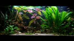 aquarium-von-river-creator-aru039-s-place_Ausgelichtet 17.11.17 (Die Amazonas hat mal kräftig angesch