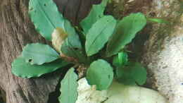 Foto mit Bucephalandra Theia green