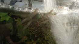 Foto mit Amanogarnelen lassen sich mit dem Frischwasserstrom mitreißen