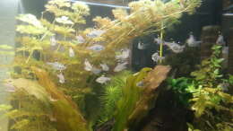 Foto mit Sternflecksalmler 16.05.2015 Foto mit Sternflecksalmler 16.05.2015