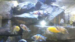 aquarium-von-malawikrebs-becken-31476_Malawibecken linke Seite