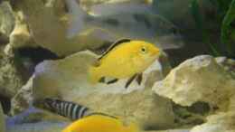 aquarium-von-marzena--christian-frenz-becken-3149_Labidochromis caeruleus im AQ 2m 4w
