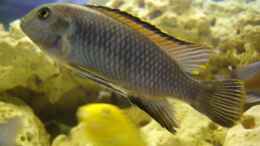 aquarium-von-marzena--christian-frenz-becken-3149_Laidochromis sp. mbamba im AQ 1m 2w