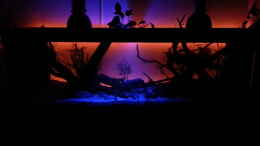 aquarium-von-seb-erstes-suedamerika-aquarium_Beleuchtung ab 20 uhr und um 00 uhr schaltet sich das rote L