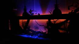 aquarium-von-seb-erstes-suedamerika-aquarium_Beleuchtung ab 20 uhr und um 00 uhr schaltet sich das rote L