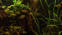 aquarium-von-fischgarage-regenwaldpaludarium-pantherchamaeleon-umzug_Phenacogrammus interruptus (2014)